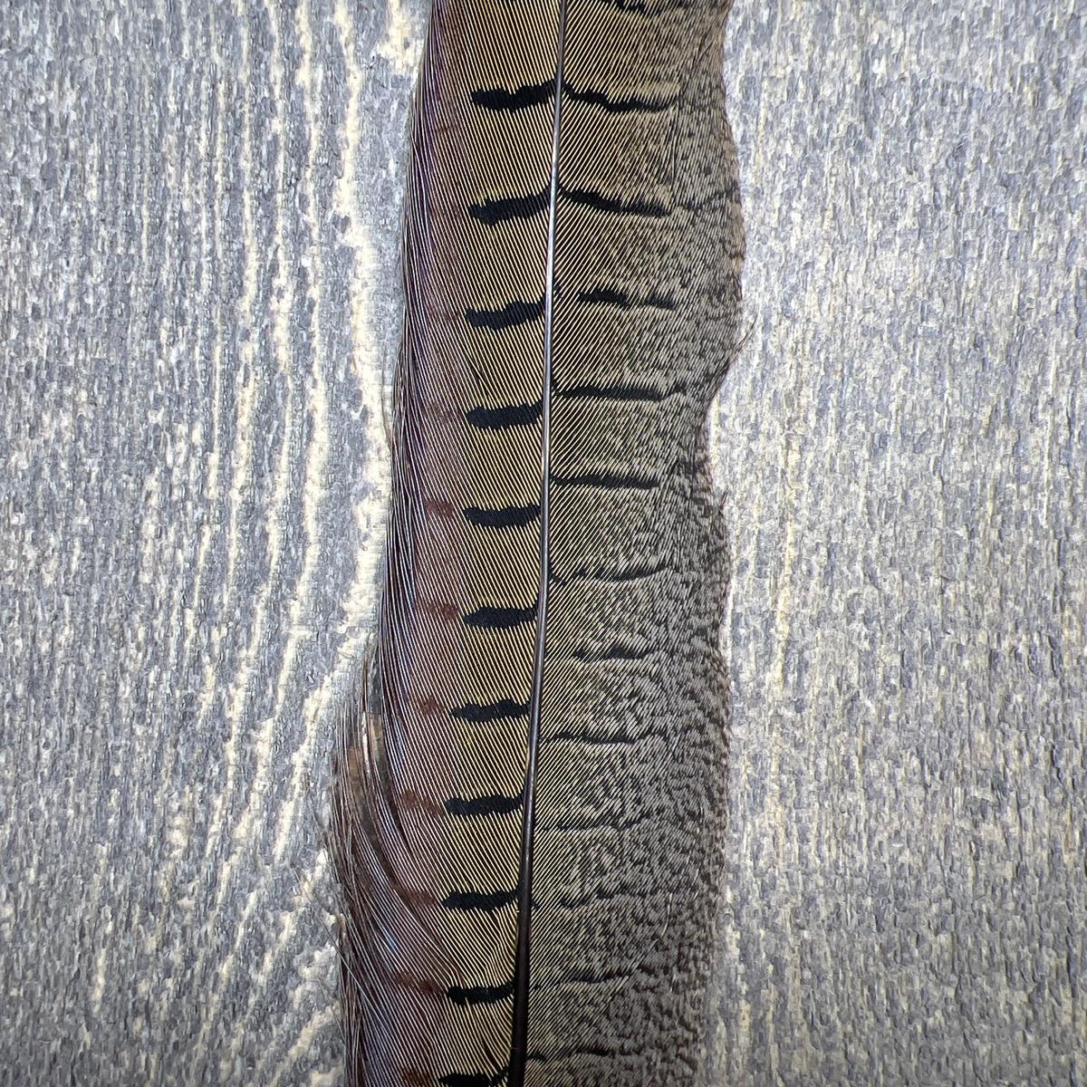 Ringneck Pheasant Tail Side Feathers