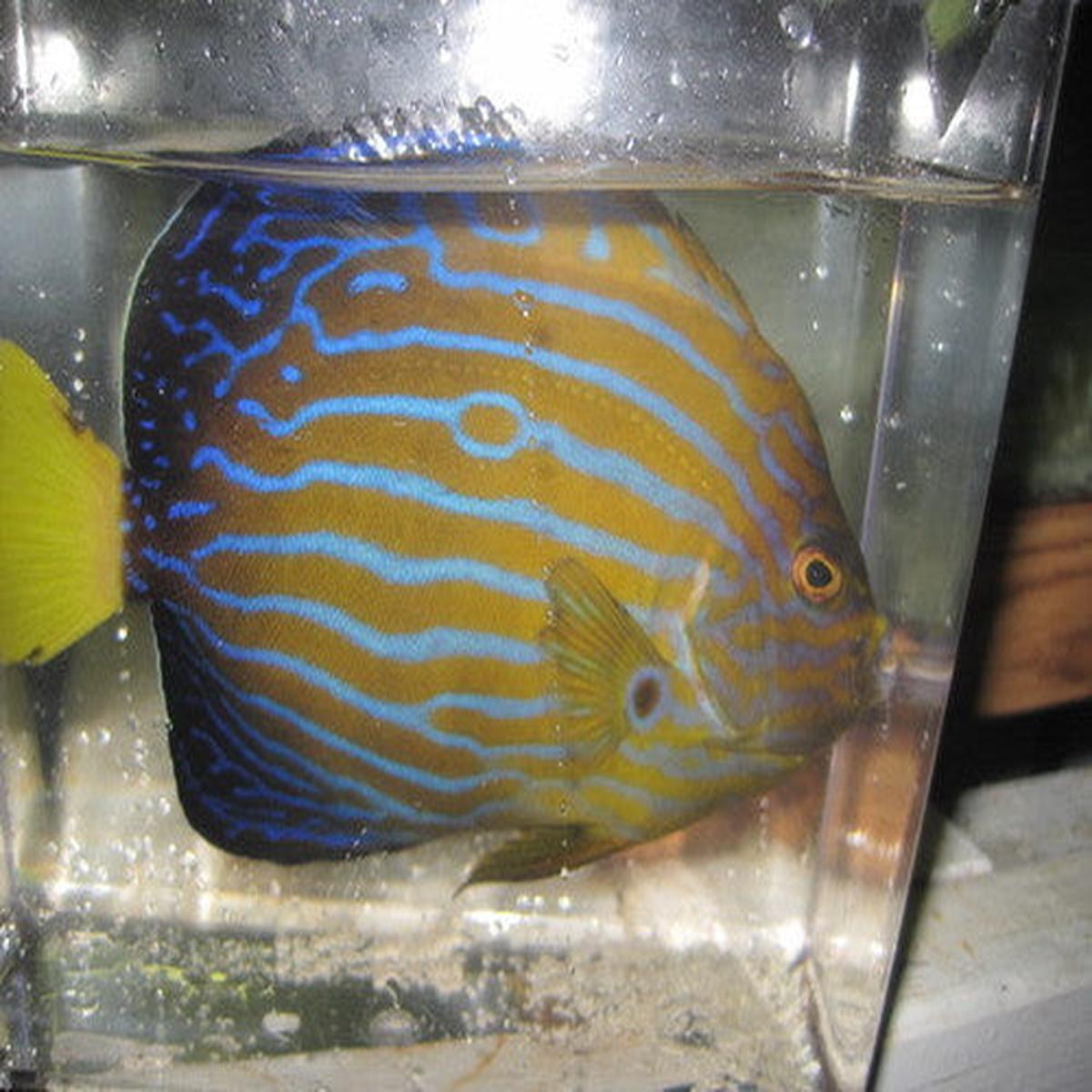 Blue Line Angel | Chaetodontoplus septentrionalis (6-7")