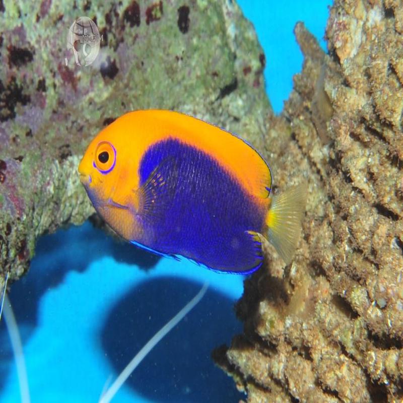 Centropyge acanthops  Orangeback Dwarf Angelfish