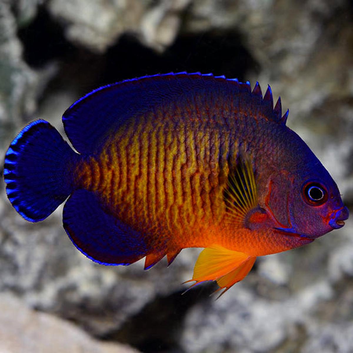 Coral Beauty Angelfish - Centropyge bispinosa