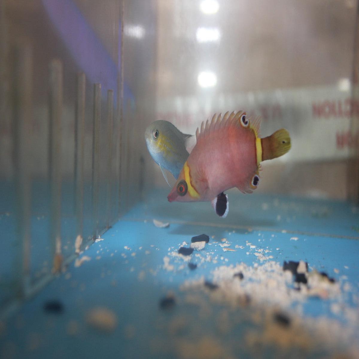 Possum Wrasse (white band)