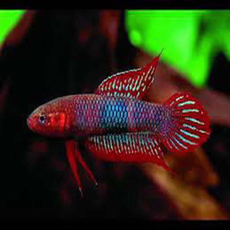 (WBP-09) Uberis Wild Betta
