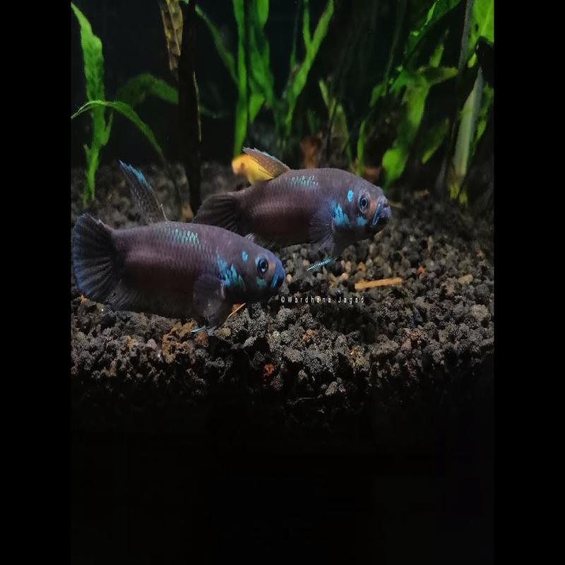 (WBP-12)Unimaculata Wahau wild betta pair